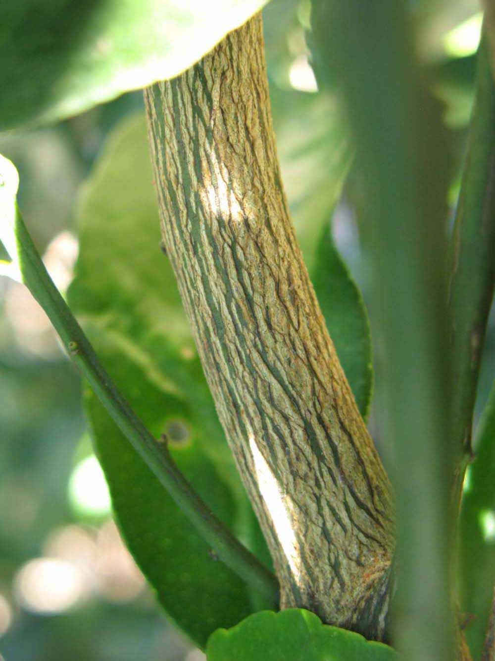              Second - third year twig (Winter Haven,   FL)       